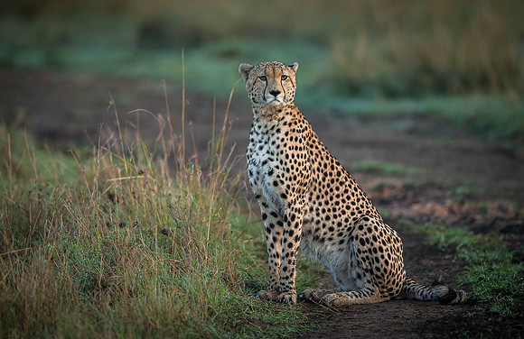 _D9R7672 ... Cheetah ..." "Acinonyx jubatus".. Male .. Masai Mara Kenya.