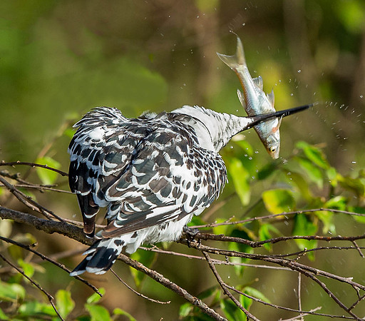 _D9R7174... Pied Kingfisher..."Ceryle rudis".. Female  Masai Mara Kenya.
