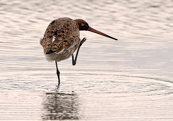 Black-Tailed Godwit..."Limosa limosa" preening..