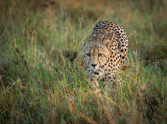 _D9R7747... Cheetah ..." "Acinonyx jubatus".. Male .. Masai Mara Kenya.