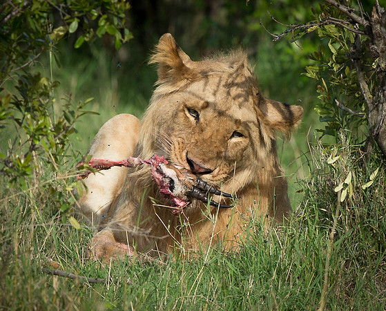 _D9R8266 ... Lion... "Panthera Leo"...Masai Mara Kenya.
