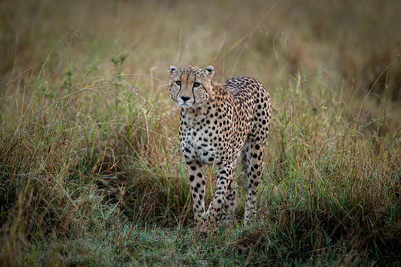 _D9R7652... Cheetah ..." "Acinonyx jubatus".. Male .. Masai Mara Kenya.