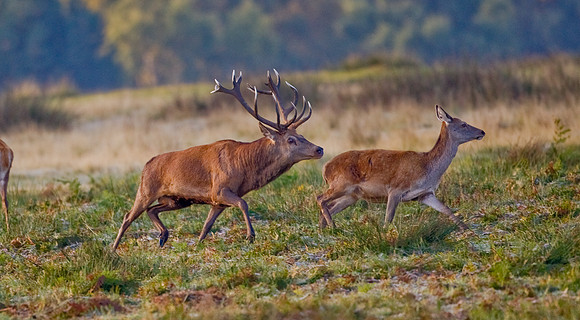 Stag chasing Hind in rutting season