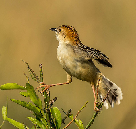_D9R6890... Rattling Cisticola.. "Cisticola chiniana".. Masai Mara Kenya