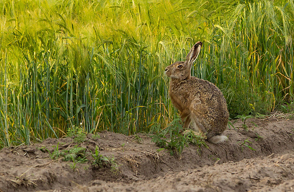 Brown Hare .... "Lepus capensis"