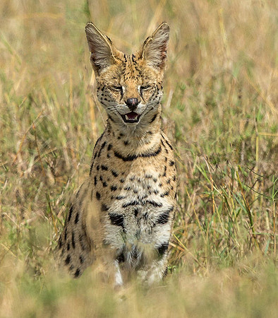 _D9R5426 ... ..Serval..."Leptailurus serval".. Masai Mara Kenya.