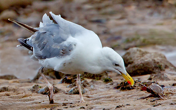 Herring Gull... "Larus argentatus"... Crab in defence of its life.