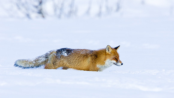 Fox hunting in deep snow.. Norway.