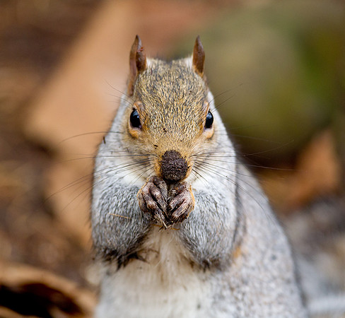 Grey Squirrel...."Sciurus carolinensis " with a muddy nose. Not my favourite animal, however there is a touch of humour with this Image.