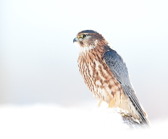 Merlin in snow  "Falco columbarius"
