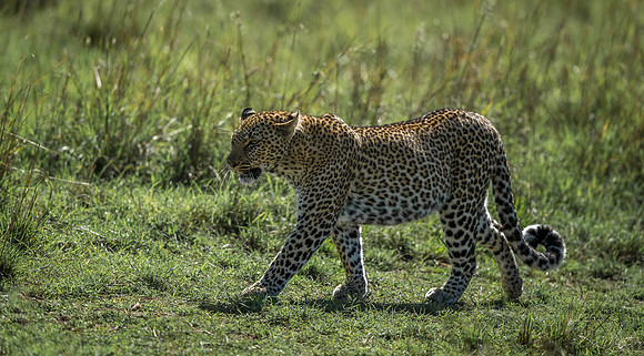 _D9R9115 ... Leopard ...."Panthera pardus" Masai Mara Kenya