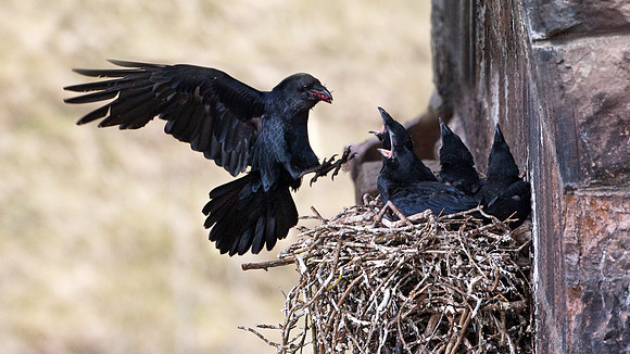 Raven feeding young... Lake Disrict