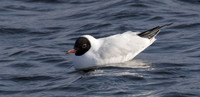 Black-headed gul