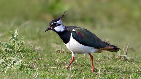 Lapwing