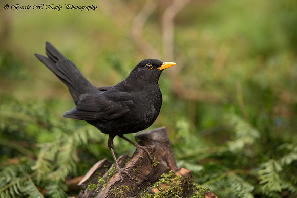 _J0A6432.... Blackbird .."Turdus merula"... male