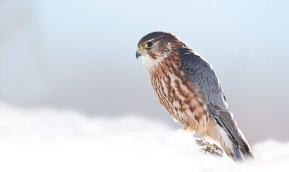 Merlin in snow "Falco columbarius"