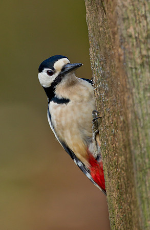 Great Spotted Woodpecker ... male ... "Dendrocopos major"