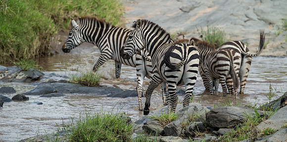 _D9R7468... Burchells  Zebras...."Equus quagga" Masai Mara Kenya.