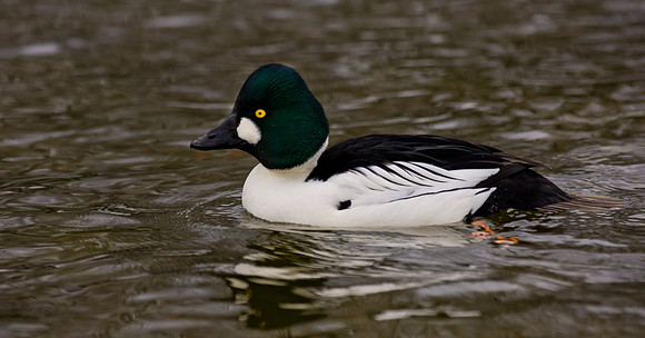 Goldeneye ...  male ... "Bucephala clangula"