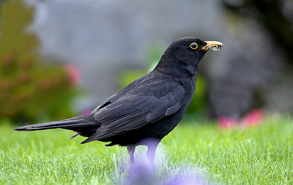 Blackbird with insect...."Turdus merula"