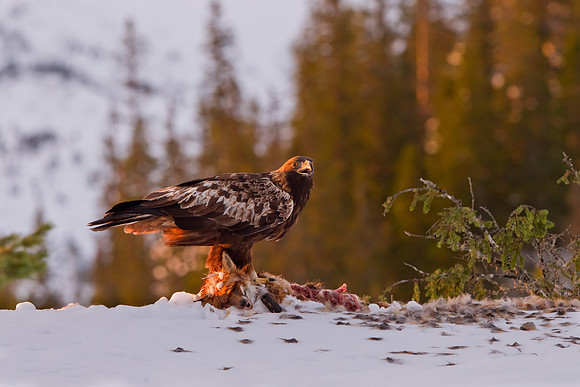 Golden Eagle .. "Aquila chrysaetos"...