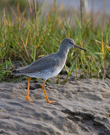 Redshank on mud flats at low tide  ...."Tringa totanus"