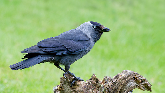 Jackdaw