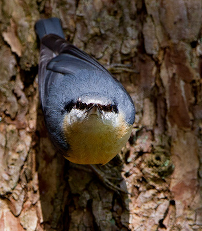 Nuthatch......  "Sitta europaea"...