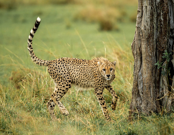 _D9R6718... Cheetah ... "Acinonyx jubatus"..Masai Mara Kenya.