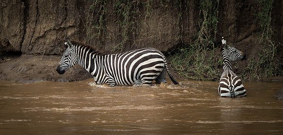 _D9R3582..Burchells  Zebras...."Equus quagga" Masai Mara Kenya.