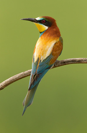 European Bee-eater .."Merops apiaster"