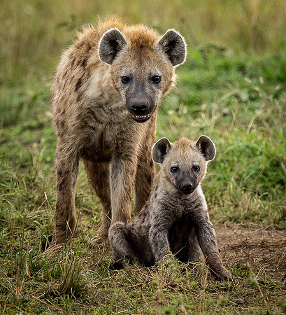 _J0A2213...Hyena..." Crocuta crocuta"... Masai Mara Kenya