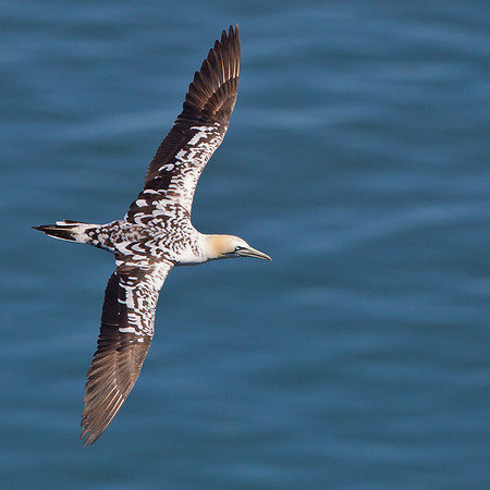 Juvenile Gannet......."Morus bassanus"