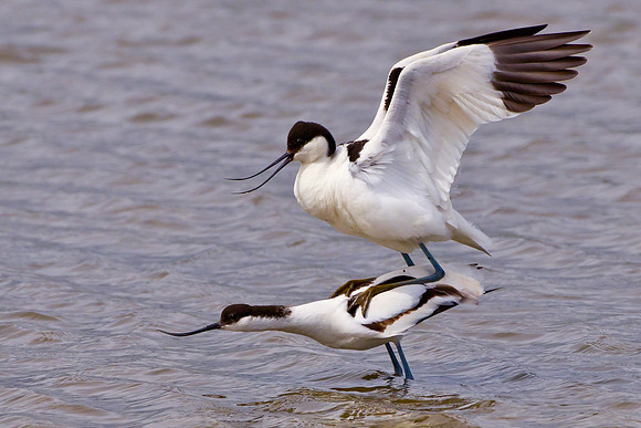 Mating Avocets......"Recurvirostra avosetta"