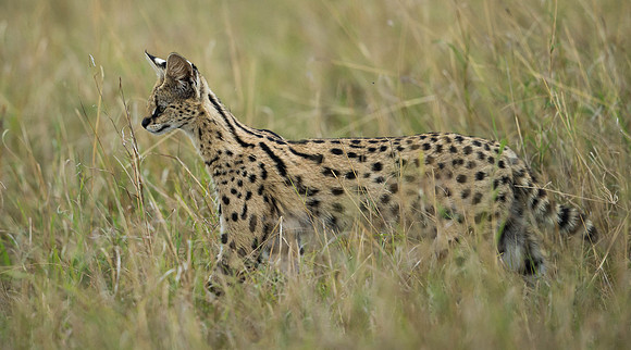 _D9R3742 ..Serval..."Leptailurus serval".. Masai Mara Kenya.