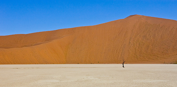 Lone Skeleton tree Namib desert