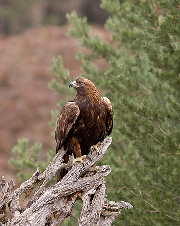 Golden Eagle  "Aquila chrysaetos"...