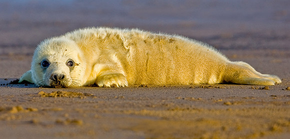 Atlantic Grey Seal Pup .."Halichoerus grypus" Donna Nook