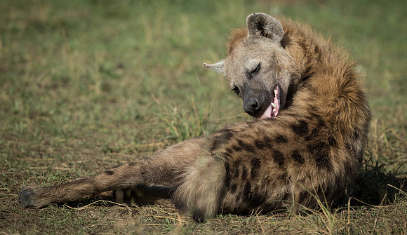 _D9R7286...Hyena..." Crocuta crocuta"... Masai Mara Kenya