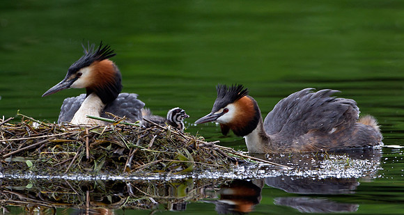 Great Crested Grebes    ...." Podiceps cristatus" bonding with new born chick