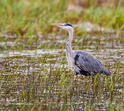 _Grey Heron ... "Ardea cinerea" In natural habitat