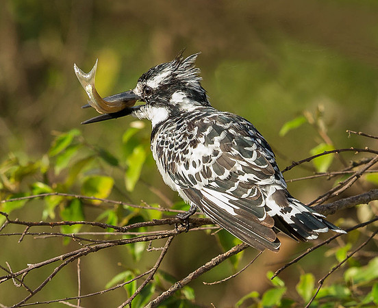 _D9R7179... Pied Kingfisher..."Ceryle rudis".. Female  Masai Mara Kenya.