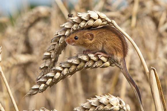Harvest Mouse on cereal crop..... "Micromys minutus"