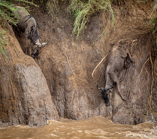 _J0A1262.. Wildebeest...."Connochaetes taurinus"..Masai Mara