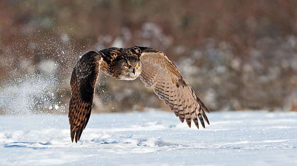 European Eagle Owl in early take off... Scotland.