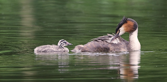 Great crested Grebe..  Juvenile with parent   ...." Podiceps cristatus"