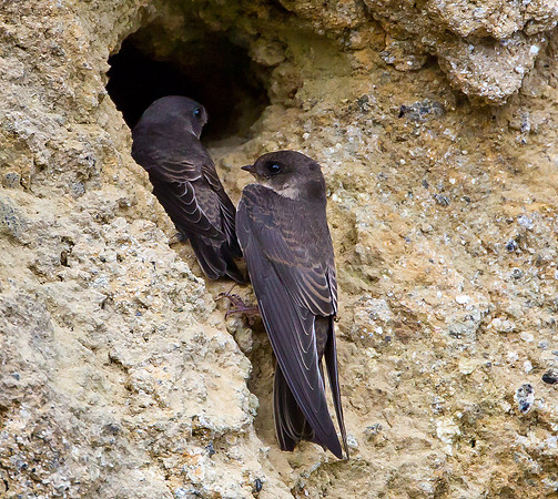 Sand Martins.... "Riparia riparia"