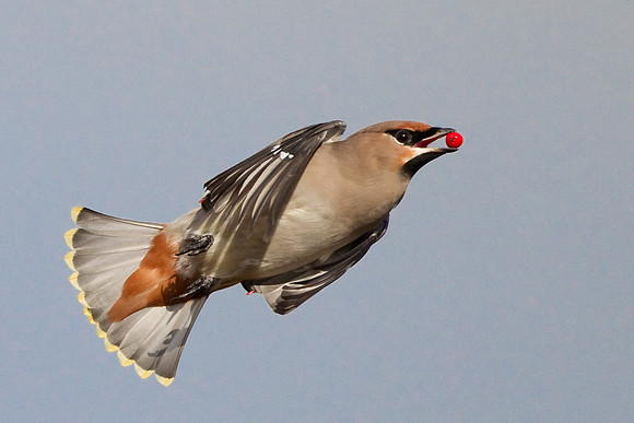 Waxwing in flight