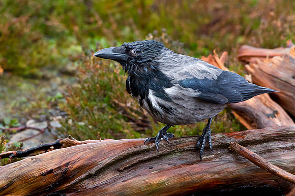 Hooded Crow after the storms.