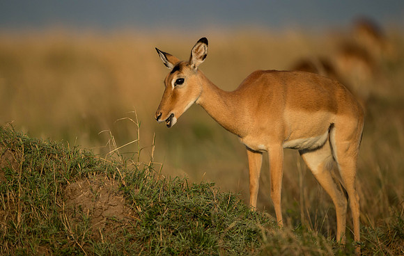 _D9R7085 Impala .."Aepyceros melampus" female.. Masai Mara Kenya.